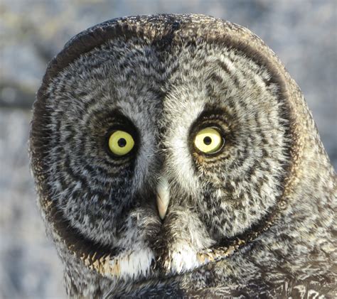 OWL .